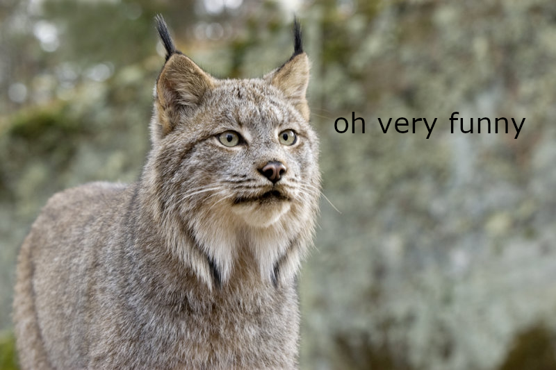 lynx.png